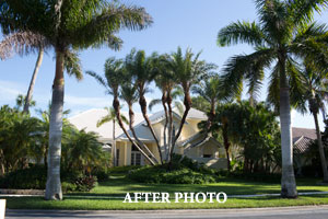 tree trimming photo after